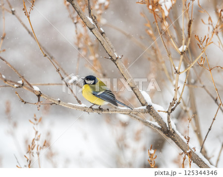 Cute bird Great tit, songbird sitting on a branch without leaves in the autumn or winter. Cute bird Great tit, songbird sitting on a branch without leaves in the autumn or winter. 125344346