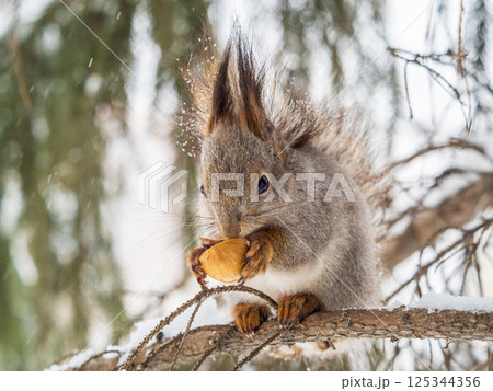 The squirrel with nut sits on tree in the winter or late autumn 125344356
