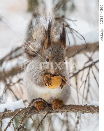 The squirrel with nut sits on tree in the winter or late autumn The squirrel with nut sits on tree in the winter or late autumn 125344360