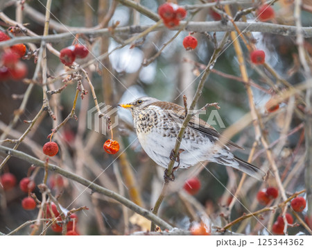 Fieldfare sitting on the bush and feeding on wild red apples in winter or early spring time. 125344362