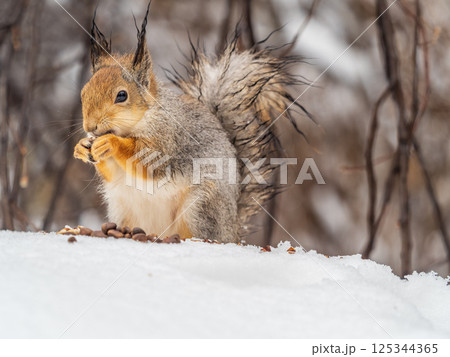 The squirrel in winter sits on white snow. The squirrel in winter sits on white snow. 125344365