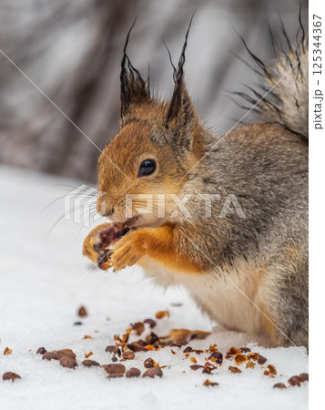 The squirrel in winter sits on white snow. The squirrel in winter sits on white snow. 125344367