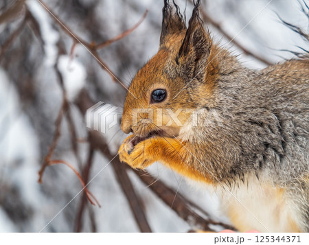 The squirrel with nut sits on tree in the winter or late autumn 125344371