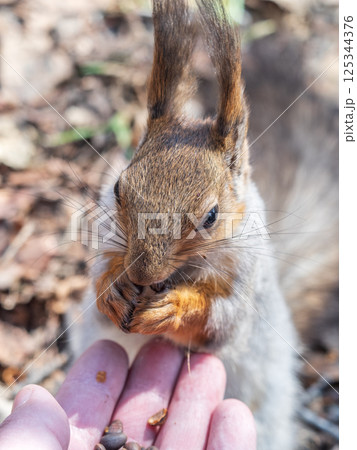 A squirrel in the spring or autumn eats nuts from a human hand. Eurasian red squirrel, Sciurus vulgaris A squirrel in the spring or autumn eats nuts from a human hand. Eurasian red squirrel, Sciurus vulgaris 125344376