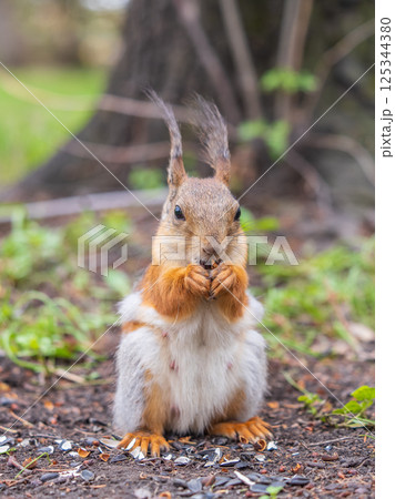 Squirrel eats a nut while sitting in green grass. Eurasian red squirrel, Sciurus vulgaris Squirrel eats a nut while sitting in green grass. Eurasian red squirrel, Sciurus vulgaris 125344380