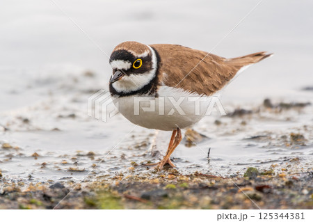 Little ringed plover (Charadrius dubius), bird standing on the lake shore 125344381