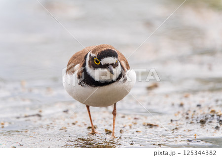 Little ringed plover (Charadrius dubius), bird standing on the lake shore Little ringed plover (Charadrius dubius), bird standing on the lake shore 125344382