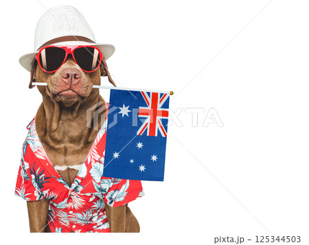Charming, sweet brown dog and Australian Flag 125344503