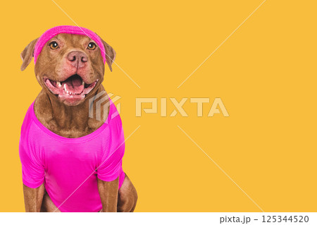 Cute dog, pilates tank top and headband. Studio photo Cute dog, pilates tank top and headband. Studio photo 125344520