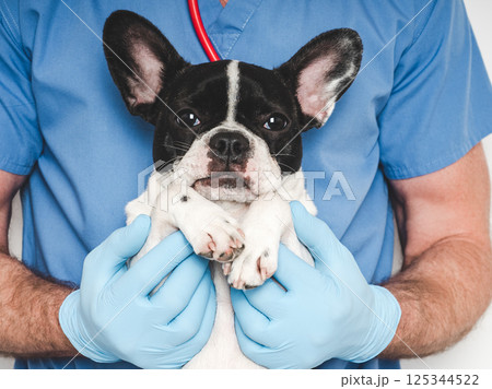 Cute puppy and veterinarian. Studio shoot. Close-up 125344522