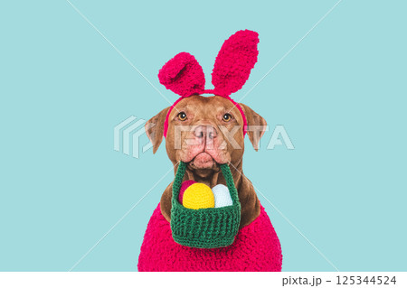 Cute dog, basket with eggs and knitted bunny ears 125344524
