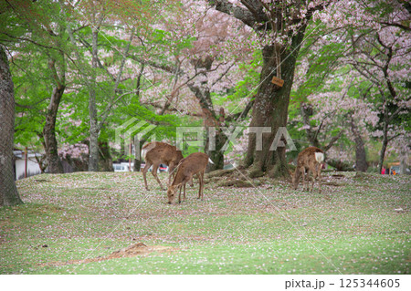 鹿と桜 125344605