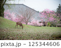 鹿と桜 125344606