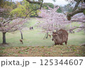 鹿と桜 125344607