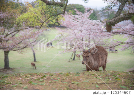 鹿と桜 125344607