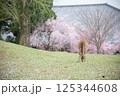 鹿と桜 125344608