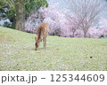 春の鹿 125344609