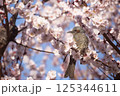 梅にヒヨドリ 125344611