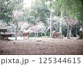 春の鹿 125344615