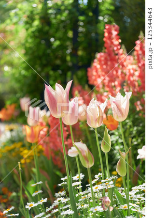 カラフルな花に彩られた春の花壇_縦画像 カラフルな花に彩られた春の花壇_縦画像 125344643