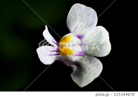 ツタバウンランの花 125344670