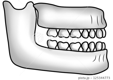 structure of the human jawbone and teeth structure of the human jawbone and teeth 125344773