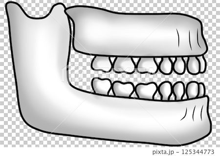 structure of the human jawbone and teeth structure of the human jawbone and teeth 125344773