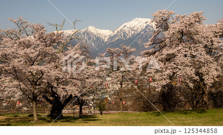 満開の桜と残雪の北アルプス　長野県 125344858