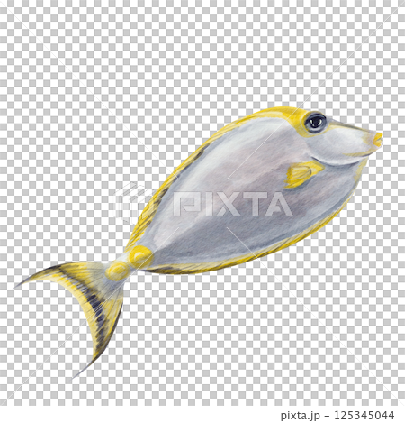 Rhinoceros fish orange-spined. Sea exotic fish. Red Sea surgeon fish. Gray with yellow fin. Big eye. Watercolor illustration without background. Hand drawing. Ocean and oceanarium.  125345044