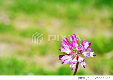 ピンクのレンゲソウの花（春、四月） 125345087