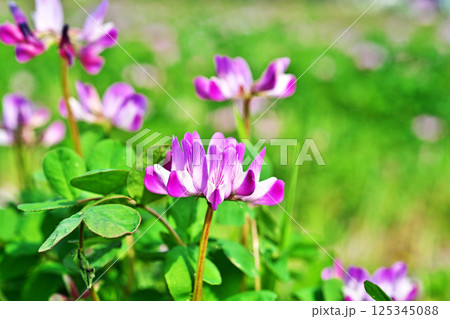 ピンクのレンゲソウの花(春、四月) ピンクのレンゲソウの花(春、四月) 125345088