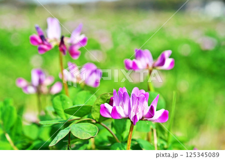 ピンクのレンゲソウの花（春、四月） 125345089