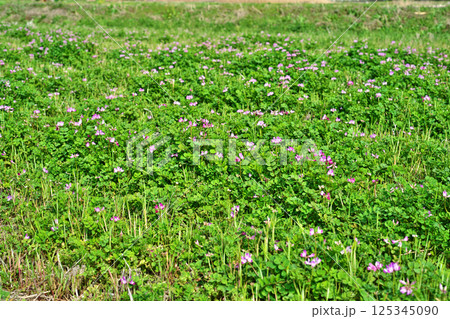 ピンクのレンゲソウの花（春、四月） 125345090