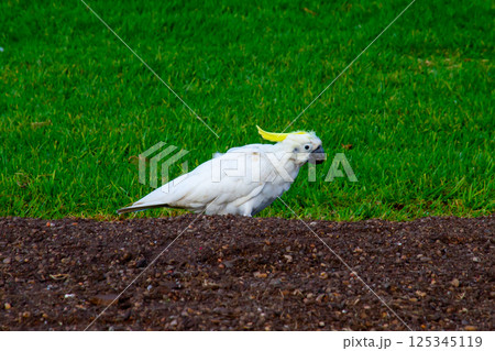 オーストラリア　ニューサウスウェールズ州シドニー　街で見られる野鳥のキバタン 125345119