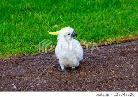オーストラリア　ニューサウスウェールズ州シドニー　街で見られる野鳥のキバタン 125345120