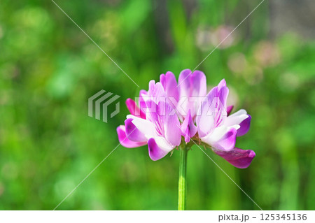 ピンクのレンゲソウの花(春、四月) ピンクのレンゲソウの花(春、四月) 125345136