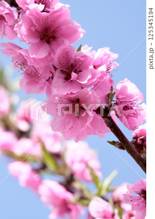 青空に映えるピンクの八重咲きの桃の花 青空に映えるピンクの八重咲きの桃の花 125345194