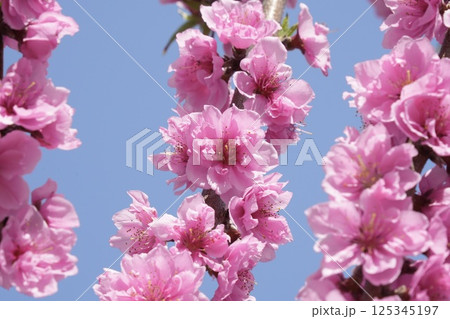 青空に映えるピンクの八重咲きの桃の花 125345197