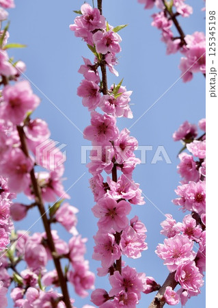 青空に映えるピンクの八重咲きの桃の花 青空に映えるピンクの八重咲きの桃の花 125345198