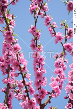 青空に映えるピンクの八重咲きの桃の花 青空に映えるピンクの八重咲きの桃の花 125345199