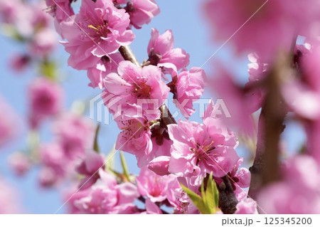青空に映えるピンクの八重咲きの桃の花 125345200