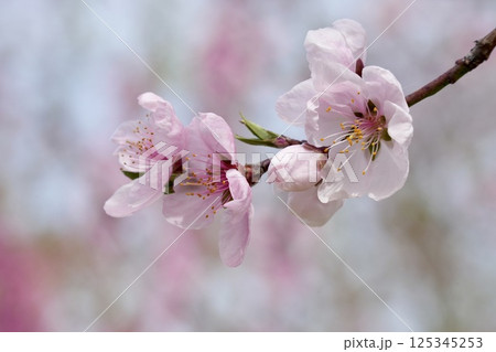 春の訪れを告げる桜 アップ 春の訪れを告げる桜 アップ 125345253