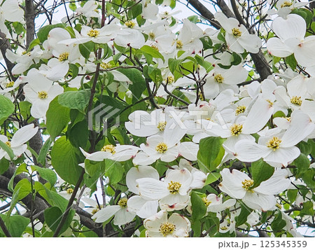 伊奴神社　愛知県　名古屋市　西区 125345359
