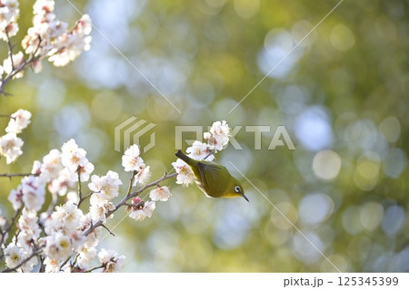 梅とメジロ 梅とメジロ 125345399