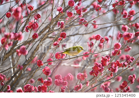 梅とメジロ 梅とメジロ 125345400