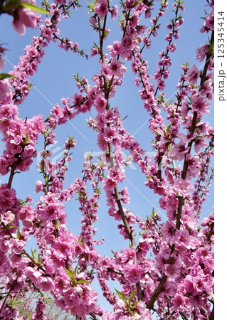 青空に映えるピンクの八重咲きの桃の花 満開 青空に映えるピンクの八重咲きの桃の花 満開 125345414