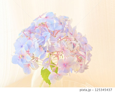 パステルカラーの、ふんわりとした紫陽花 パステルカラーの、ふんわりとした紫陽花 125345437