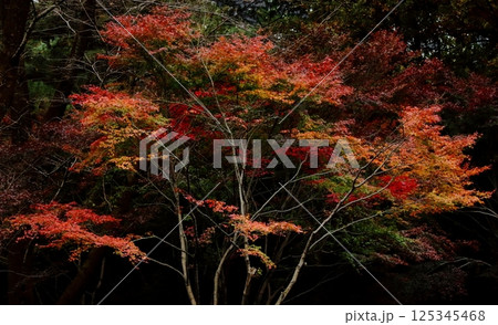 鮮やかに紅葉した樹木 鮮やかに紅葉した樹木 125345468