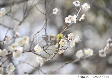 梅とメジロ 梅とメジロ 125345579