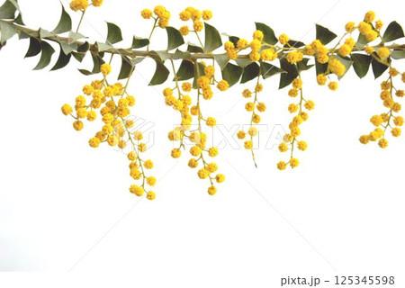 黄色い花、白背景 125345598